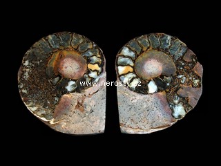 amonit + discoclymenia sp.