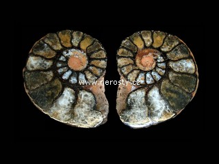 amonit + discoclymenia sp.