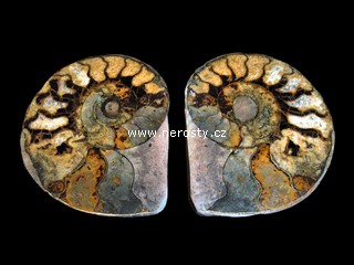 amonit + discoclymenia sp.