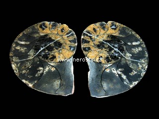 amonit + discoclymenia sp.