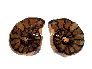 amonit + discoclymenia sp.