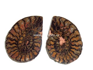 amonit + discoclymenia sp.