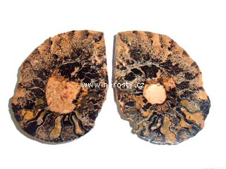 amonit + discoclymenia sp.