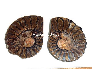 amonit + discoclymenia sp.