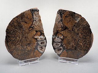 amonit + discoclymenia sp. + ob� poloviny