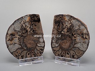 amonit + discoclymenia sp. + ob� poloviny