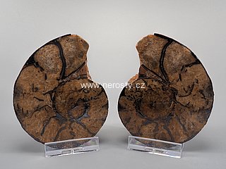 amonit + discoclymenia sp. + ob� poloviny