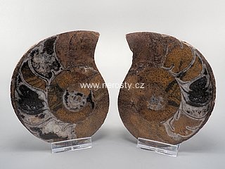 amonit + discoclymenia sp. + ob� poloviny