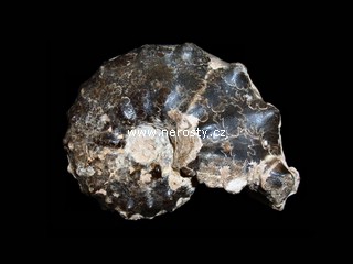 amonit + mammites nodosoides