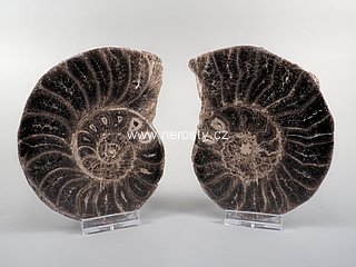 amonit + mammites nodosoides + ob� poloviny