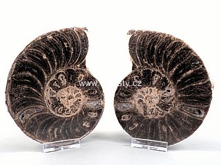 amonit + mammites nodosoides + ob� poloviny