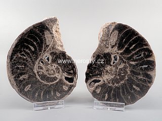 amonit + mammites nodosoides + ob� poloviny