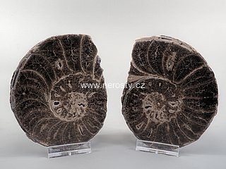 amonit + mammites nodosoides + ob� poloviny