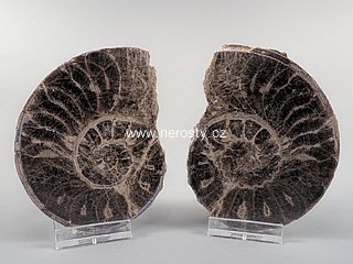 amonit + mammites nodosoides + ob� poloviny