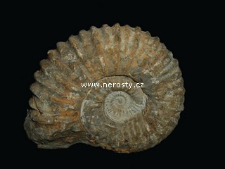 amonit + mantelliceras sp.