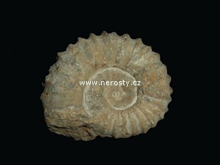 amonit + mantelliceras sp.