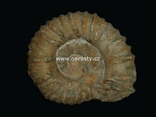 amonit + mantelliceras sp.
