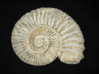 amonit + mantelliceras sp.