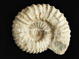 amonit + mantelliceras sp.