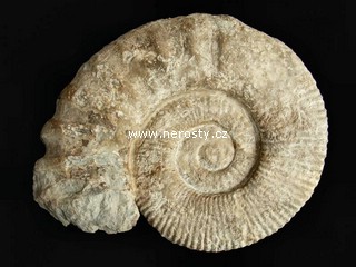 amonit + mantelliceras sp.
