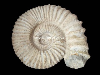 amonit + mantelliceras sp.