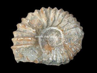 amonit + mantelliceras sp.