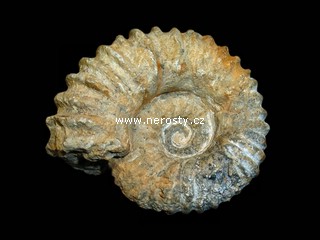 amonit + mantelliceras sp.