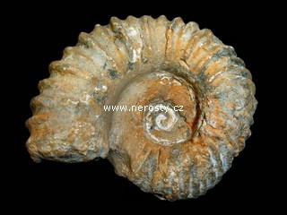 amonit + mantelliceras sp.