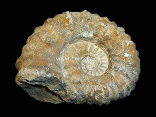 amonit + mantelliceras sp.