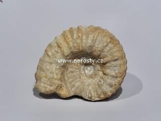 amonit + mantelliceras sp.