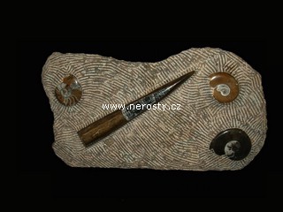 amonit + ortoceras + dekorativn� deska