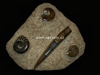 amonit + ortoceras + dekorativn� deska