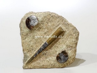 amonit + ortoceras + deska