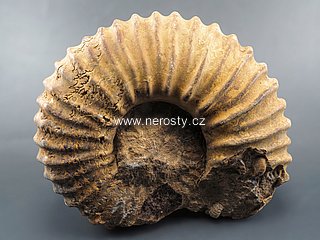 amonit + perisphinctes sp.