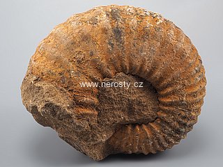 amonit + perisphinctes sp.