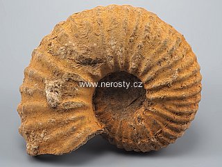 amonit + perisphinctes sp.