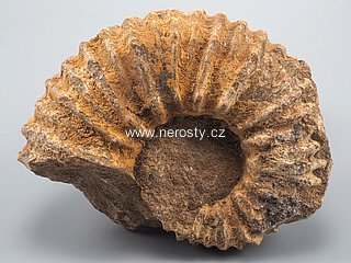 amonit + perisphinctes sp.