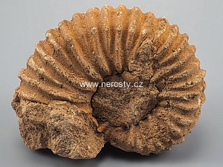 amonit + perisphinctes sp.