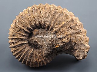 amonit + perisphinctes sp.