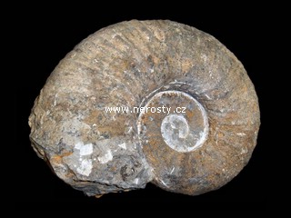 amonit + procheloniceras sp.