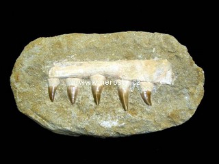 �elist mosasaurus
