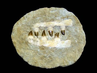 �elist mosasaurus