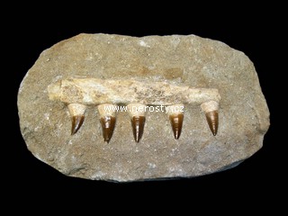 �elist mosasaurus