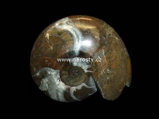 goniatit - stoj�c�