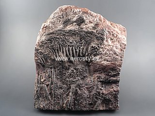 lilijce + scyphocrinus