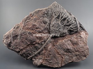 lilijce + scyphocrinus