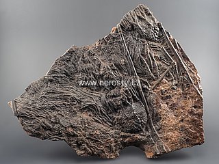 lilijce + scyphocrinus