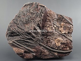 lilijce + scyphocrinus