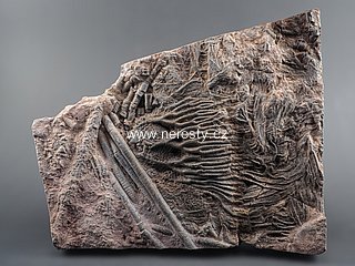 lilijce + scyphocrinus