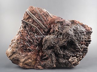 lilijce + scyphocrinus